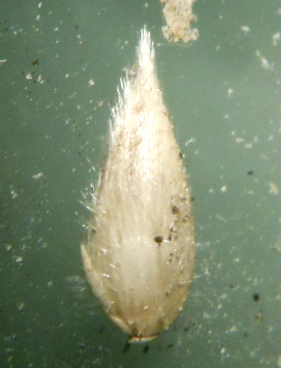 Phalaris aquatica L. / Scagliola bulbosa